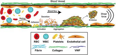 Imaging Platelet Processes and Function—Current and Emerging Approaches for Imaging in vitro and in vivo